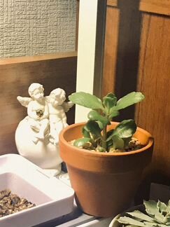 Каланхоэ в керамическом горшке