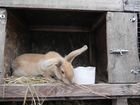 Кролики Новозеландские и Венские объявление продам