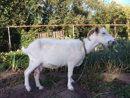 Зааненская дойная коза - фотография № 4