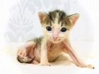 Котенок кошечка девочка бесплатно объявление продам