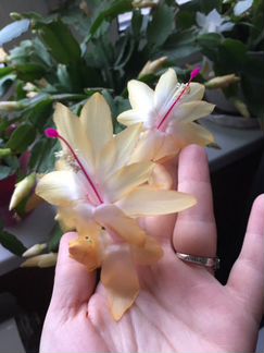 Декабрист желтый