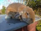Кролик самец, породы Ризен объявление продам