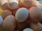 Крупное деревенское яйцо