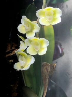 Орхидея Chiloschista viridiflava