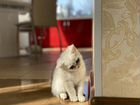 Британская серебристая шиншилла котята объявление продам