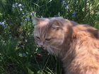 Вязка сибирский кот объявление продам