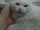 У кого потерялся кот, турецкая ангора объявление продам