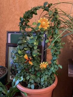 Фикус вьющийся