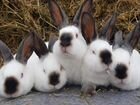 Кролики породистые