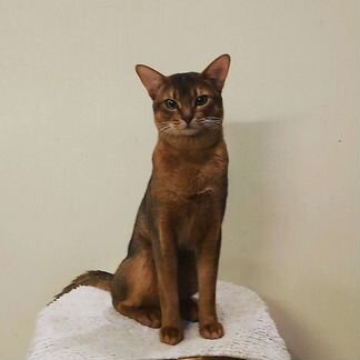 Абиссинский кот