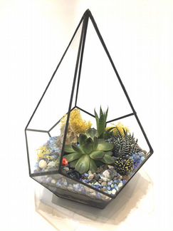 Флорариум-орхидариум Капля