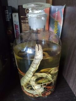 Змея в бутылке (не живая)