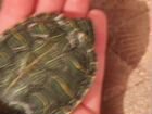 Черепаха легендарная декоративная маленькая мальчи
