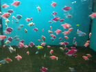 Тернеция аквариумная рыбка