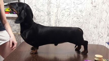 Кобель таксы для вязки Развязан Титулован