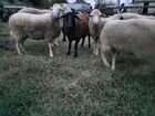 Овцы,бараны объявление продам