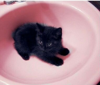 Кошка чёрно-белые котята