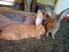 Гигантские кролики породы Фландр (мальчишки) объявление продам