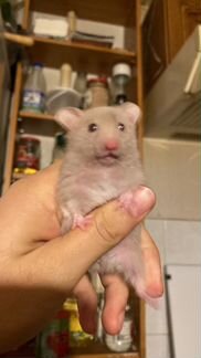 Ручной хомяк