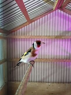 Щеглы чижы и другие декоративные певчие птицы