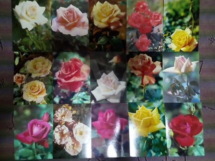 Открытки СССР розы с указанием сорта