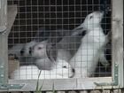 Кролики хозяйство