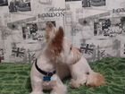Вязка маленькая собака смесь Вест хайленд терьера объявление продам