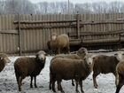 Овцы бараны на завод