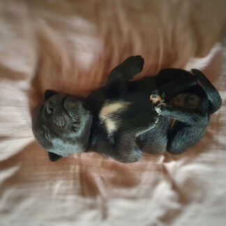 Стаффордширский бультерьер (щенки)