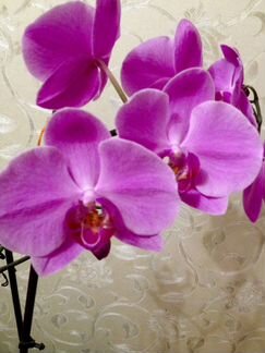 Орхидея фаленопсис Happy Valentina(цветёт)