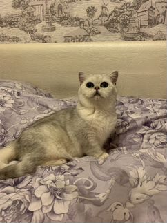 Британская шиншилла