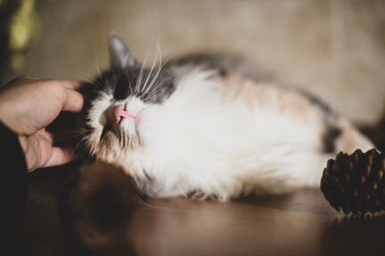 Кошка в дар