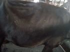 Дойные коровы объявление продам