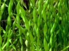 Аквариумное растение объявление продам