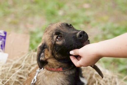 Щенок бесплатно