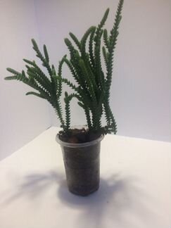 Крассула Плауновидная или Мускоза (суккулент)