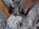 Кролики большое светлое серебро мясное напраление