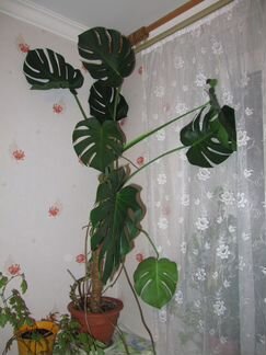 Монстера