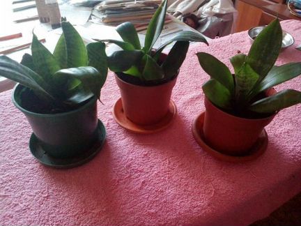 Домашние растение