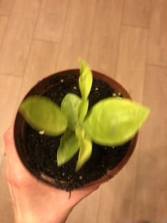 Финик домашний