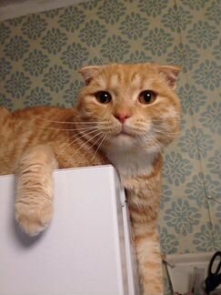 Вислоухий кот 1 год