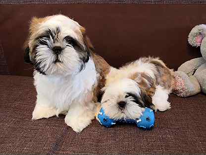 Ши тцу черный. Щенки ши тцу. Ши тцу самары. Ши-тцу. Ши тцу самары.