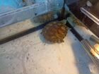 Красноухая черепаха с аквариумом объявление продам