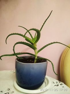 Алоэ, столетник