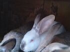 Продаю кроликов порода великан объявление продам