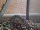 Красноухая черепаха с аквариумом 100л