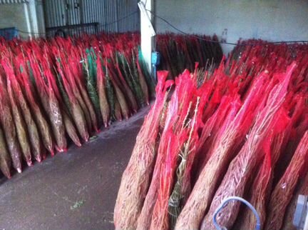 Живые елки оптом, ёлки оптом. Ёлки-Королев