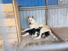 Собаки щенки западно сибирской лайки