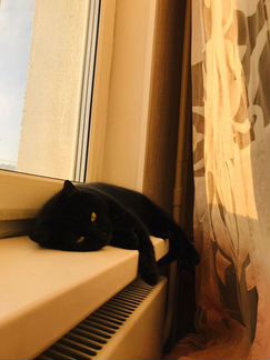 Киска в соболиной шубке