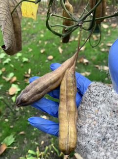 Кирказон Аристолохия лиана семена